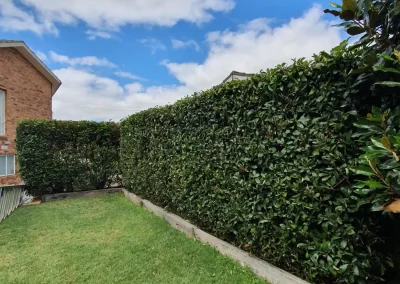 Lawn-Mowing-Googong
