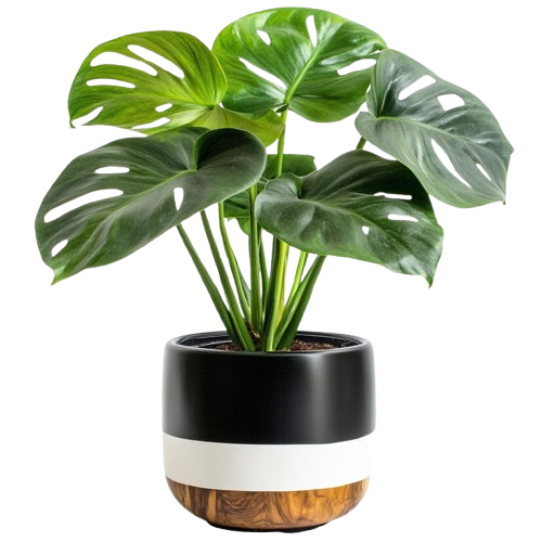 stunning monstera deliciosa modern pot 632498 24127 removebg preview