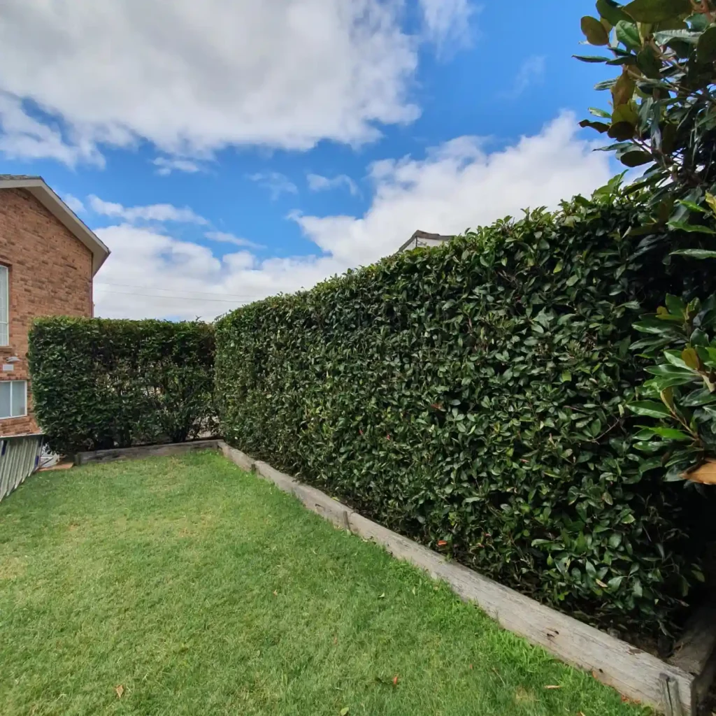 Garden Maintenance Borenore