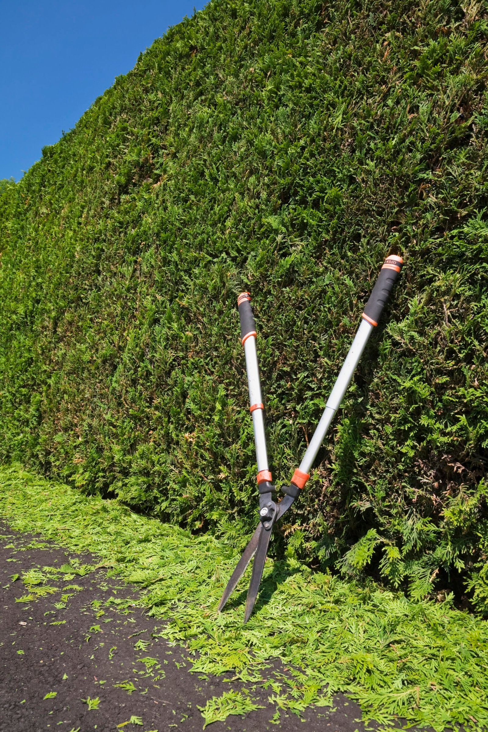 Hedge trimming Orange NSW