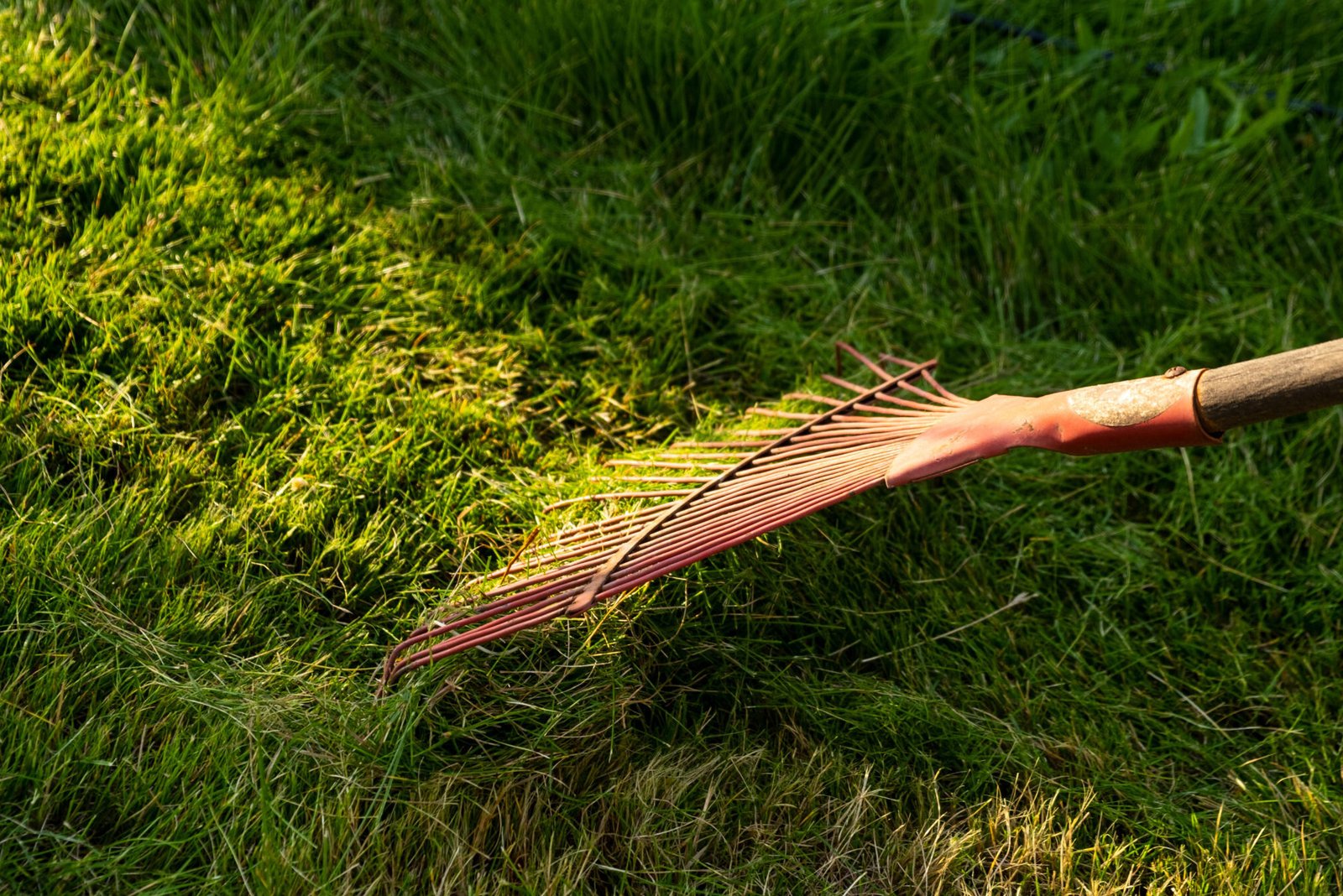 Weed removal service Orange NSW