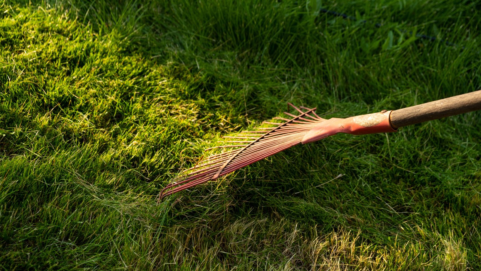 Weed removal service Orange NSW