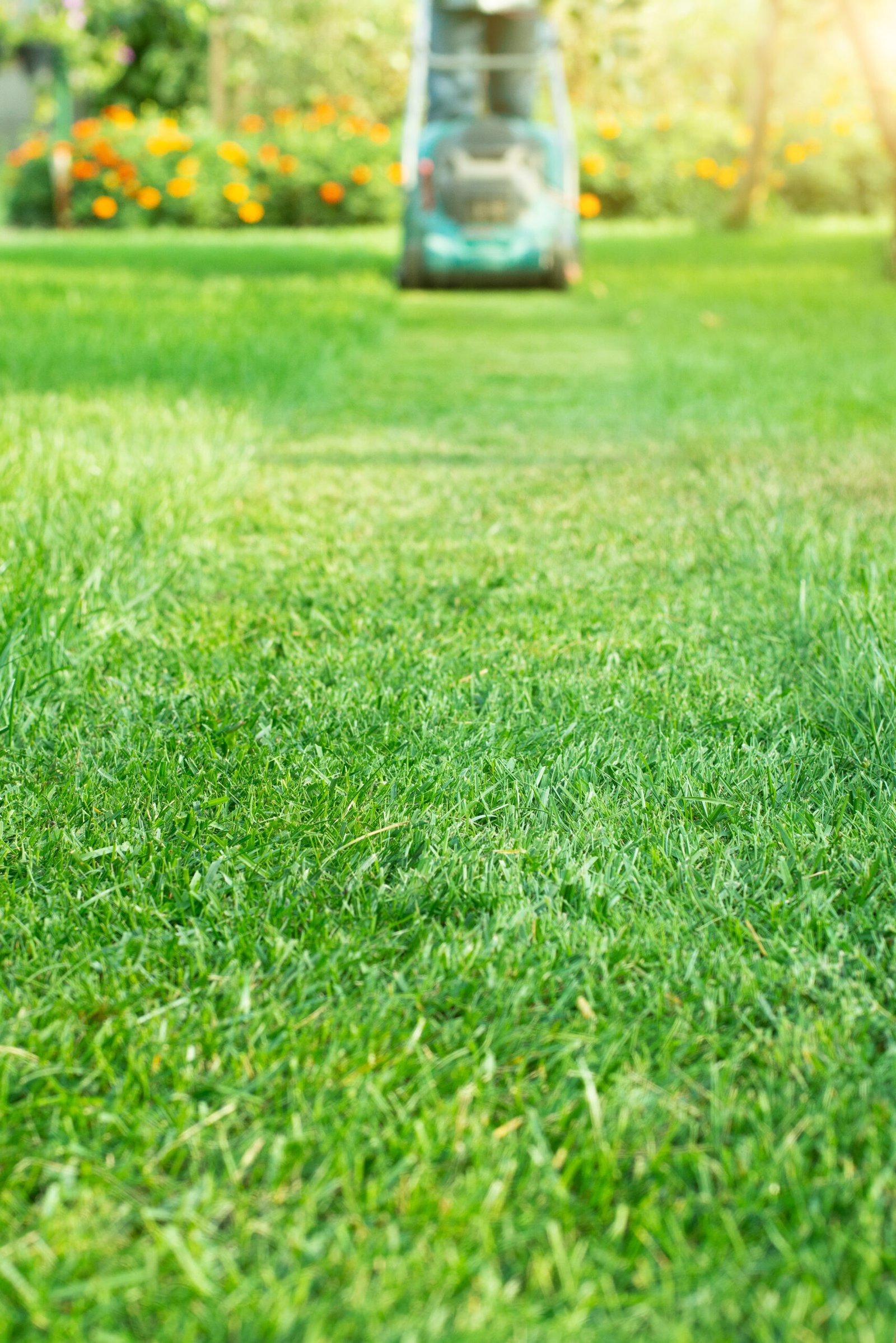 Affordable lawn care Orange NSW